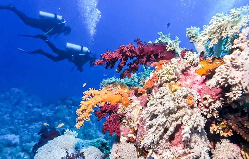 La Barrera de Coral de Belize